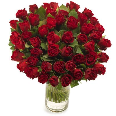 50 Czerwonych Róż 40-60 cm
